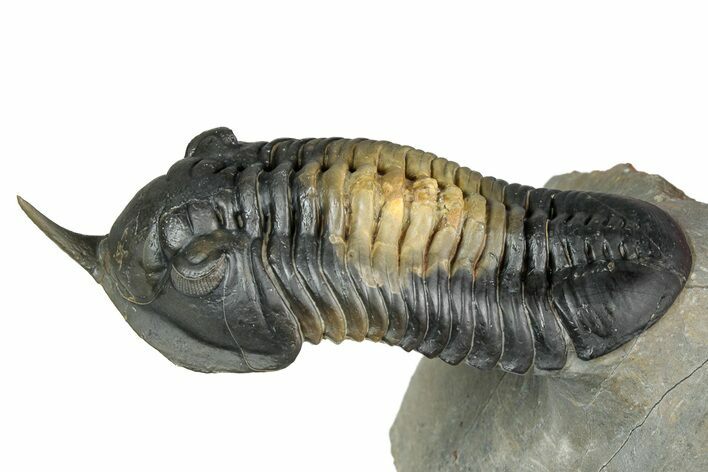 Morocconites Trilobite Fossil - Multi-Toned Shell Coloration #339442